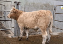 Truro Livestock Market Report: Wednesday, October 15