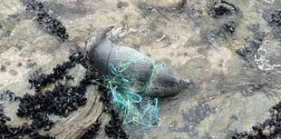 Tangled and trapped seal who was running out of time has been saved