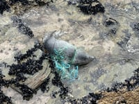 Tangled and trapped seal who was running out of time has been saved