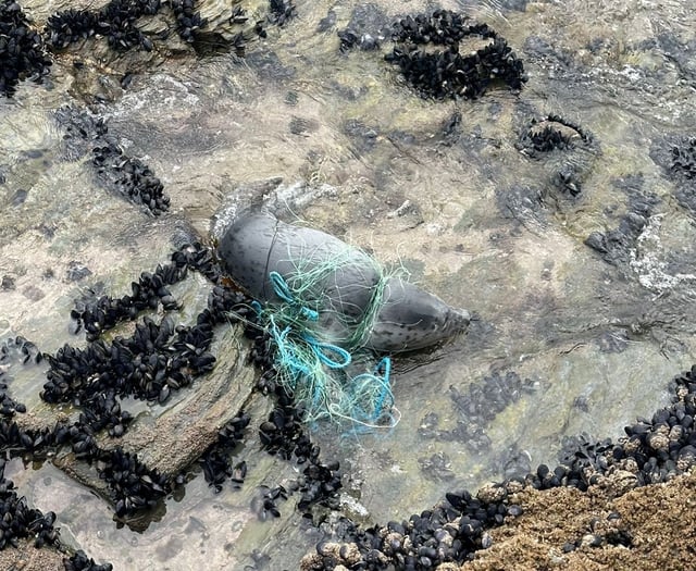 Tangled and trapped seal who was running out of time has been saved