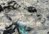 Tangled and trapped seal who was running out of time has been saved