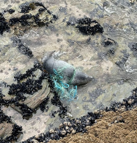 The young seal trapped in a fishing net in west Cornwall . Marine rescuers saved the life of a young seal - after it became entangled in discarded fishing net.BDMLR Marine Mammal Medics rescue young grey seal in west Cornwall which was entangled in a section of monofilament net.It is a common type of discarded fishing material that 'poses a serious risk to marine wildlife'.BDMLR reported that, on Sunday 12 October, a 'well-meaning member of the public' had tried to cut the poor animal free, but as the seal bolted back into the water, the net snagged on a mussel bed - leaving the seal anchored and unable to escape. 

