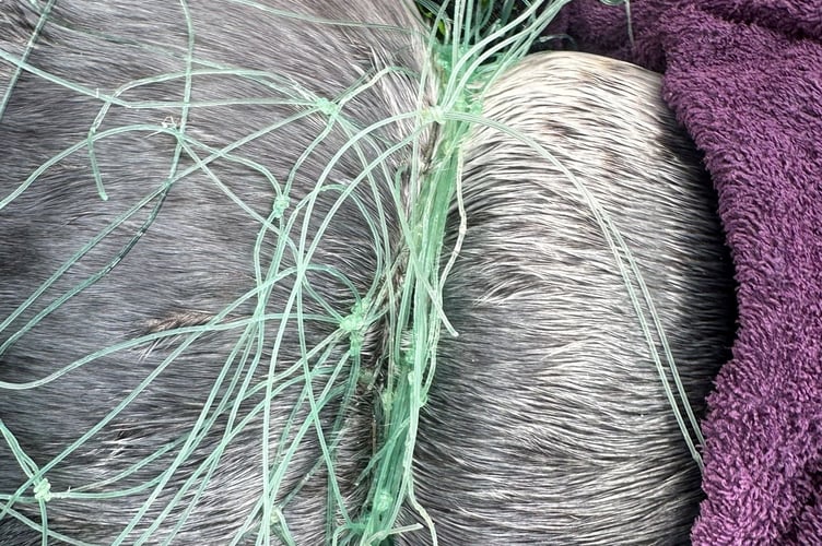 The young seal trapped in a fishing net in west Cornwall . Marine rescuers saved the life of a young seal - after it became entangled in discarded fishing net.BDMLR Marine Mammal Medics rescue young grey seal in west Cornwall which was entangled in a section of monofilament net.It is a common type of discarded fishing material that 'poses a serious risk to marine wildlife'.BDMLR reported that, on Sunday 12 October, a 'well-meaning member of the public' had tried to cut the poor animal free, but as the seal bolted back into the water, the net snagged on a mussel bed - leaving the seal anchored and unable to escape.