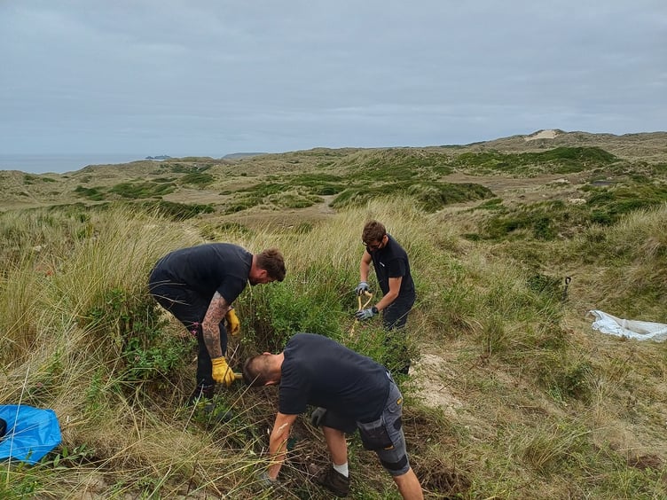 The NGED team at work at the Hayle dune reserve