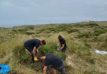 National Grid team aids Cornish dune habitat