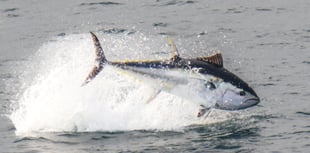 Local photographer captures bluefin tuna off Cornish coast