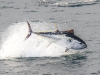 Local photographer captures bluefin tuna off Cornish coast