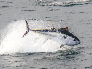 Local photographer captures bluefin tuna off Cornish coast