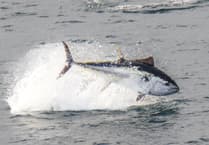 Local photographer captures bluefin tuna off Cornish coast