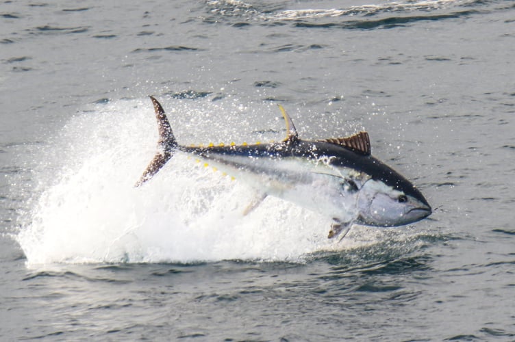 A large bluefin tuna display near St. Ives, in Cornwall. Amazing photos show a large bluefin tuna display off Cornwall - described as 'an explosion in the sea'.Martin Yelland, 42, captured the incredible shots on Saturday 11 October whilst out walking on the clifftops near St. Ives, in Cornwall, with his family.The family were lucky enough to spot an incredible display of bluefin tuna in the sea - that Martin said went on for hours.Martin, who is head of shipping at Lay's Auctioneers in Penzance, said: "My family and I (Zoe my wife, and two sons, eight-year-old Noah, and six-year-old Ruan) were walking the clifftops enjoying the views and looking for wildlife to watch and try document.