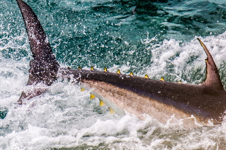 A large bluefin tuna display near St. Ives, in Cornwall. Amazing photos show a large bluefin tuna display off Cornwall - described as 'an explosion in the sea'.Martin Yelland, 42, captured the incredible shots on Saturday 11 October whilst out walking on the clifftops near St. Ives, in Cornwall, with his family.The family were lucky enough to spot an incredible display of bluefin tuna in the sea - that Martin said went on for hours.Martin, who is head of shipping at Lay's Auctioneers in Penzance, said: "My family and I (Zoe my wife, and two sons, eight-year-old Noah, and six-year-old Ruan) were walking the clifftops enjoying the views and looking for wildlife to watch and try document.
