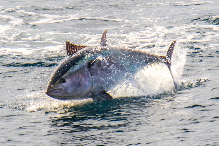 A large bluefin tuna display near St. Ives, in Cornwall. Amazing photos show a large bluefin tuna display off Cornwall - described as 'an explosion in the sea'.Martin Yelland, 42, captured the incredible shots on Saturday 11 October whilst out walking on the clifftops near St. Ives, in Cornwall, with his family.The family were lucky enough to spot an incredible display of bluefin tuna in the sea - that Martin said went on for hours.Martin, who is head of shipping at Lay's Auctioneers in Penzance, said: "My family and I (Zoe my wife, and two sons, eight-year-old Noah, and six-year-old Ruan) were walking the clifftops enjoying the views and looking for wildlife to watch and try document.