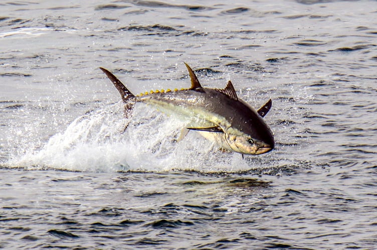 A large bluefin tuna display near St. Ives, in Cornwall. Amazing photos show a large bluefin tuna display off Cornwall - described as 'an explosion in the sea'.Martin Yelland, 42, captured the incredible shots on Saturday 11 October whilst out walking on the clifftops near St. Ives, in Cornwall, with his family.The family were lucky enough to spot an incredible display of bluefin tuna in the sea - that Martin said went on for hours.Martin, who is head of shipping at Lay's Auctioneers in Penzance, said: "My family and I (Zoe my wife, and two sons, eight-year-old Noah, and six-year-old Ruan) were walking the clifftops enjoying the views and looking for wildlife to watch and try document.