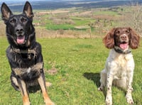 Armed pursuit leads to arrest