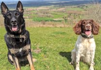 Pursuit by armed police officers results in arrest in Liskeard