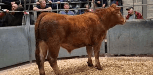 Truro Livestock Market Report: Wednesday, October 22