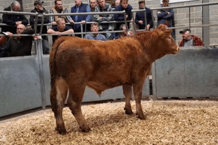 “Limousin x steer to 440p (693kg) for Mr W J P Julian
of Summercourt, Newquay”.