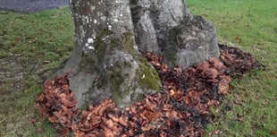 Diseased tree removal at Truro's Boscawen Park