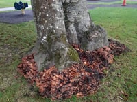 Diseased tree removal at Truro's Boscawen Park