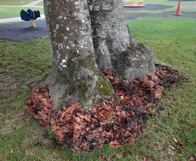 Diseased tree removal at Truro's Boscawen Park