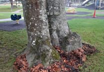 Diseased tree removal at Truro's Boscawen Park