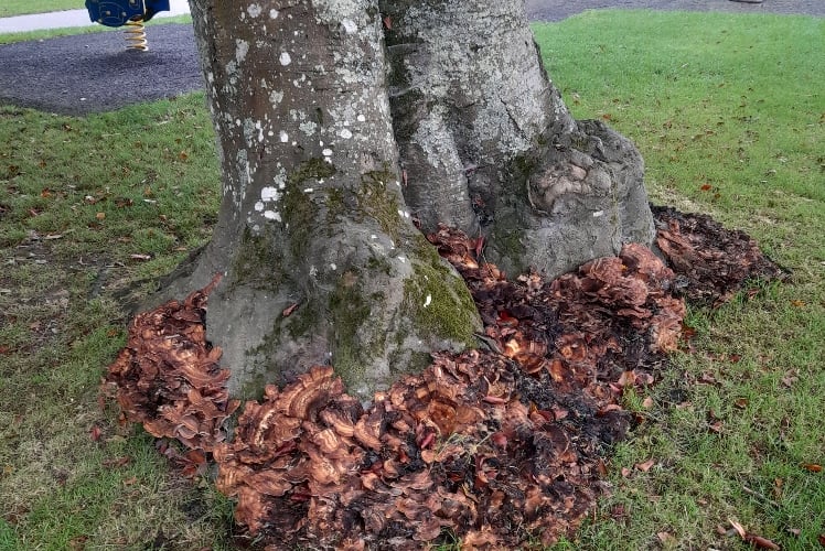Diseased tree at Boscawen Park, Truro