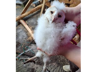 Fluffy barn owlets signal a bright future for wildlife in Cornwall