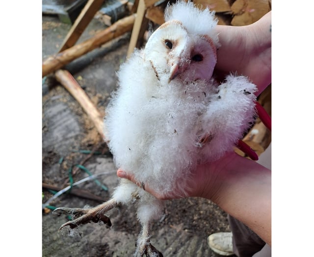 Fluffy barn owlets signal a bright future for wildlife in Cornwall