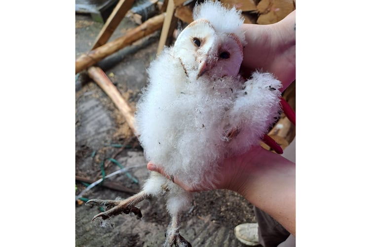 Barn owl chick