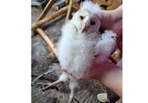 Fluffy barn owlets signal a bright future for wildlife in west Cornwall