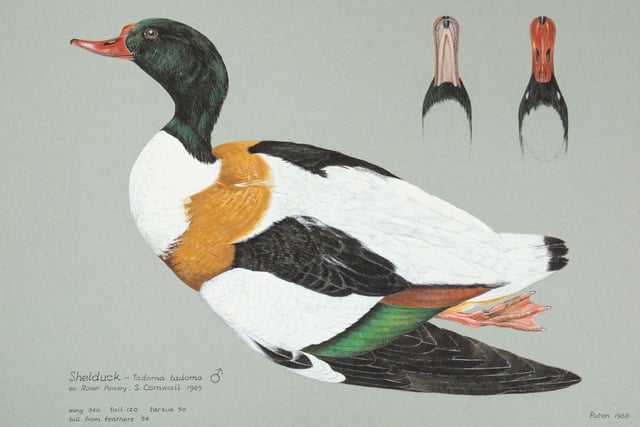 Intricate paintings go to auction for Cornwall wildlife charity