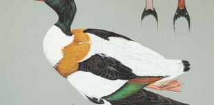 Intricate paintings go to auction for Cornwall wildlife charity