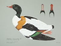 Intricate paintings go to auction for Cornwall wildlife charity