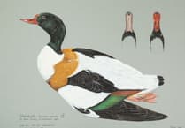 Intricate paintings go to auction for Cornwall wildlife charity