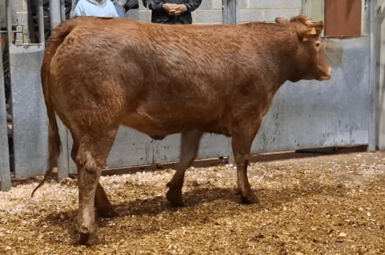 “An outstanding run of eight very well-finished and turned out Limousins from
Messrs W T Bryant & Sons of St Martin, Helston took the eight top prices;
with his best heifer at 432p/kg (£2,700)”.