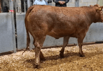 Truro Livestock Market Report: Wednesday, October 29