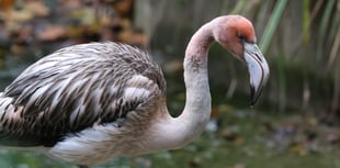 Missing flamingo seen flying in new video after escape from sanctuary