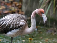 Missing flamingo seen flying in new video after escape from sanctuary