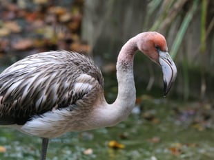 Plea to public as flamingo escapes from Cornish tourist attraction
