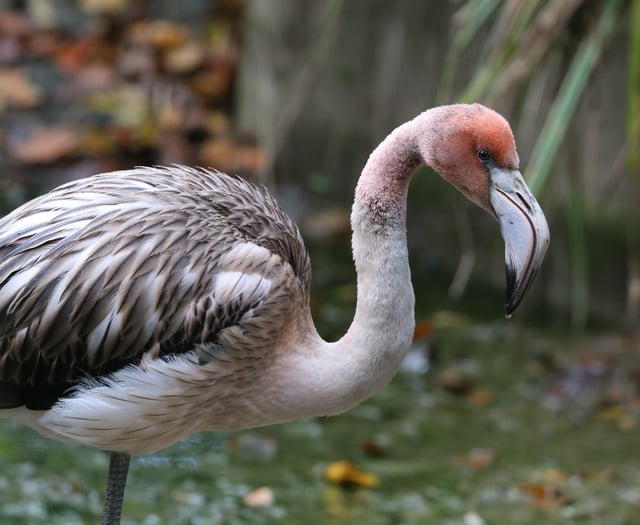 Plea to public as flamingo escapes from Cornish tourist attraction