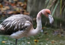 Missing flamingo Frankie seen flying in new video after escaping from sanctuary