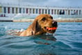 Wet tails wag as pups take the plunge at Penzance's Jubilee Pool