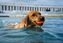 Wet tails wag as pups take the plunge at Penzance's Jubilee Pool