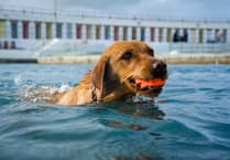 Wet tails wag as pups take the plunge at Penzance's Jubilee Pool