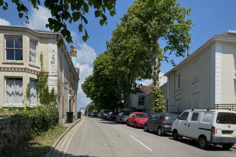 The four healthy lime trees in Trelawney Road, Falmouth