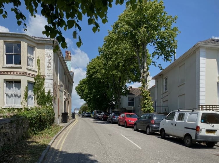 The four healthy lime trees in Trelawney Road, Falmouth