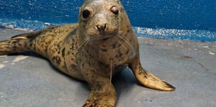 Urgent appeal to fund life changing eye surgery for rescued seal pup