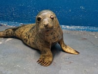 Urgent appeal to fund life changing eye surgery for rescued seal pup