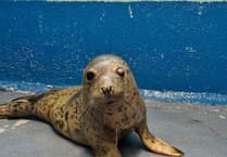 Urgent appeal to fund life changing eye surgery for rescued seal pup