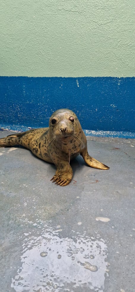 Abeona was rescued by volunteers from the British Divers Marine Life Rescue.